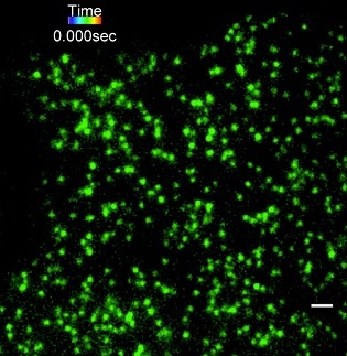 TIRF imaging and single-particle tracking used to study membrane signaling