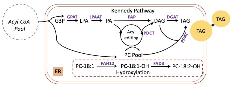 Triacylglycerol biosynthesis pathway