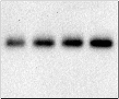 Biochemical assays