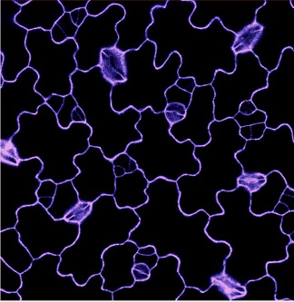Confocal imaging of pavement cells