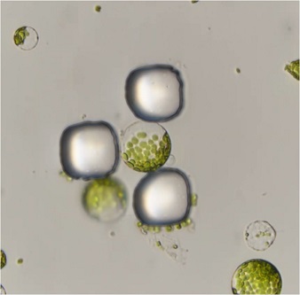 Microfluidics-assisted imaging